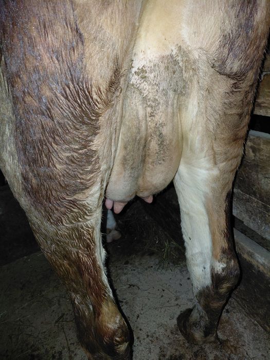 Vând  vacă  la alegere