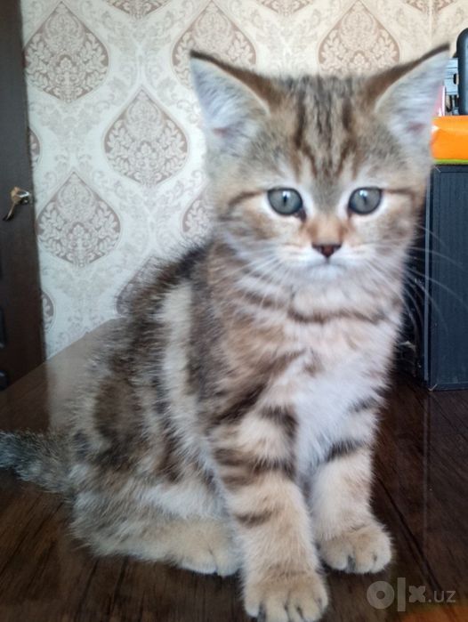 Котенки Скоттиш Фолд Шиншилла