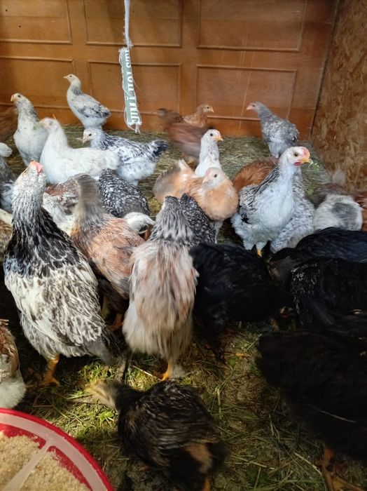 Vand pui de diferite vârste