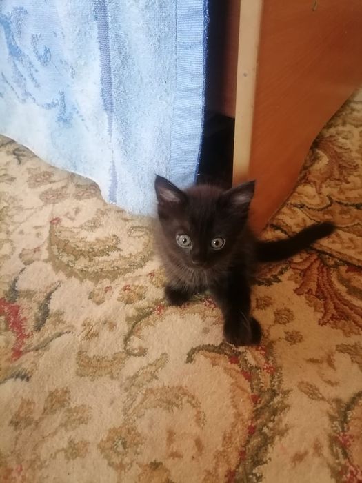 Отдам котёнка бесплатно