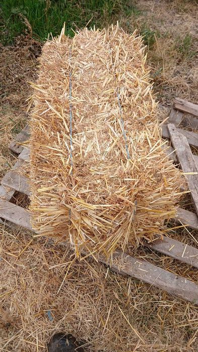 Бали от ечемик  .