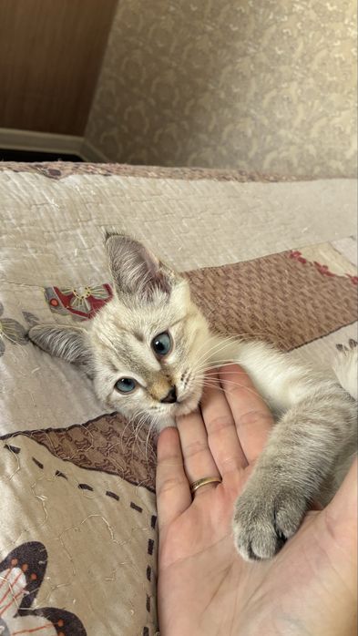 Котенок мальчик с лоткомэ