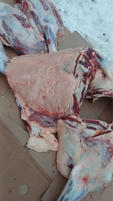 Откорм бұқалар сатамыз