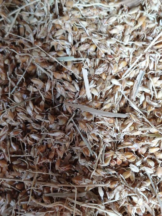 Vând sămânța de mături