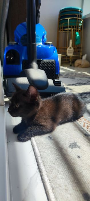 Отдам котенка в добрые руки