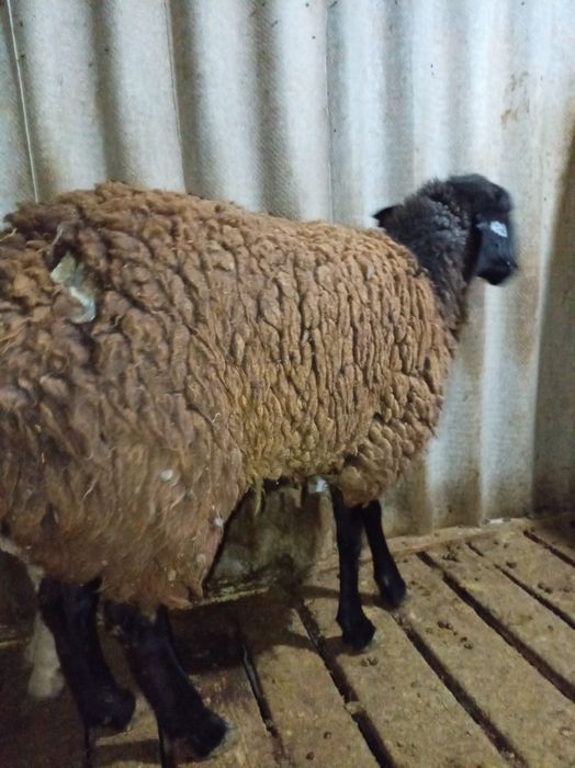 Үйде жасалған жеке порно видео