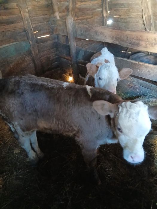 Vând 3 taurasi baltați