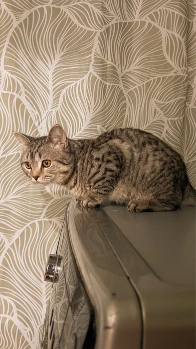 Шотландтық мысық