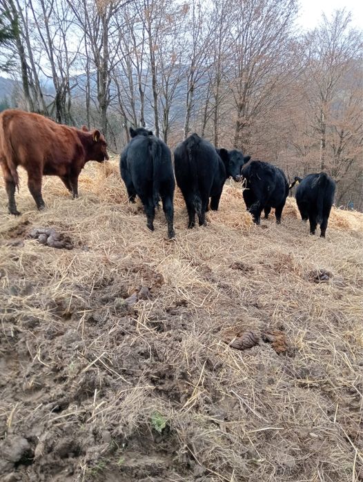Vand 10 vițele Black Angus