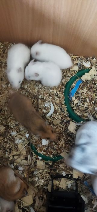 Продам сирийских  хомячат