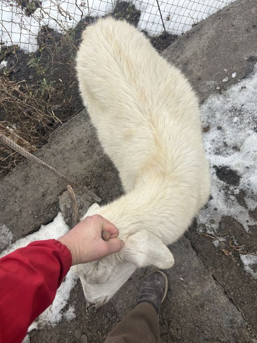 Ешкі 1 бас сатылады буаз мал қылганга