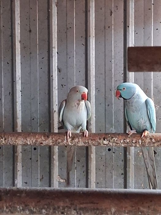 Papagali micul alexandru