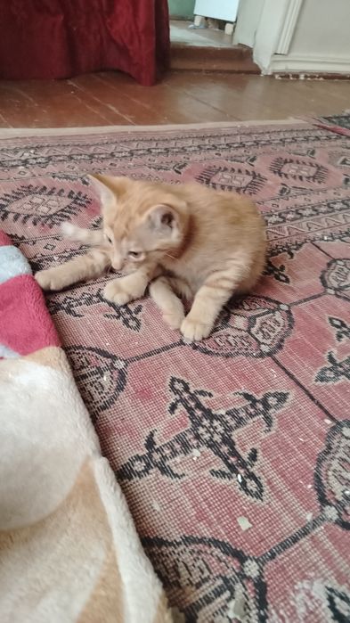 Отдам котята очень красивые