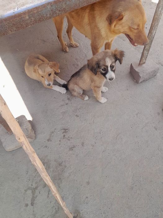 Красивые кутята , очень симпатичные