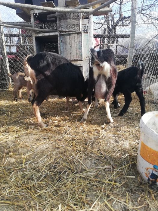 Vand alpine Elvetiene