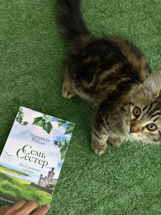 Продам кошку Мейн кун