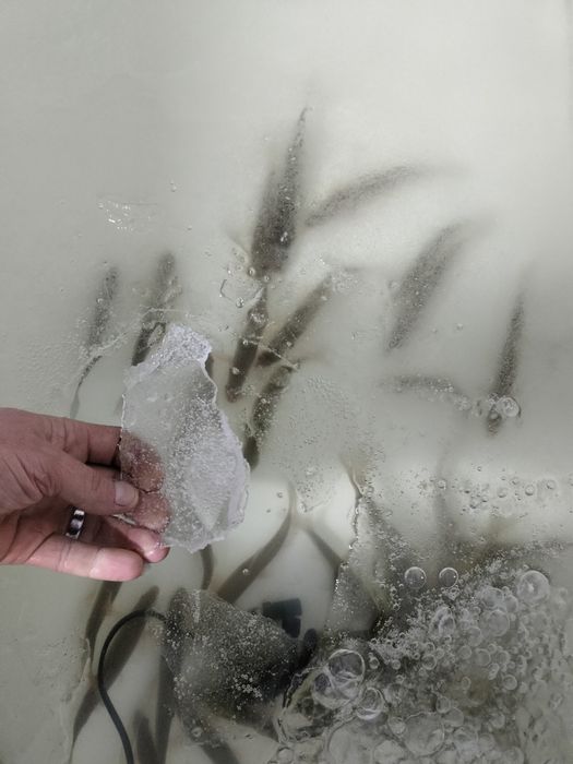 Продам малёк живец