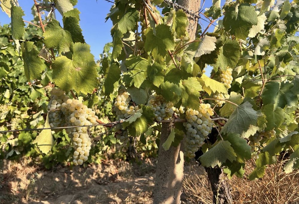 Struguri de vin Muscat Ottonel, Riesling, Sauvignon Blanc, Merlot, Cabernet – podgorie proprie