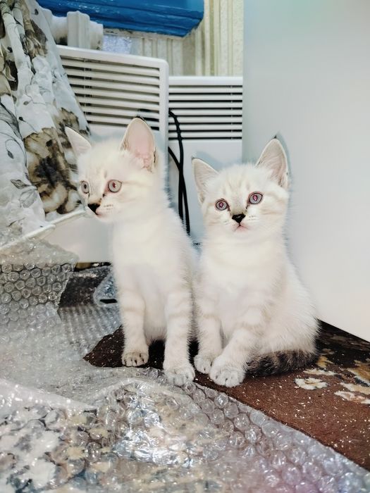 Котята девочки ищут дом