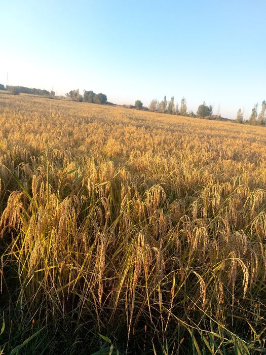 Sholi alanga sotladi uriğliqqa ham yemakka ham sotishgaham yahshi sfat