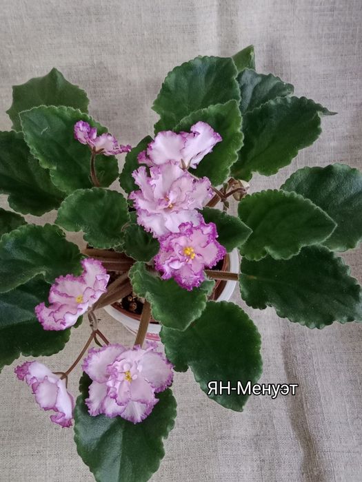 Фиалки сортовые цветущие