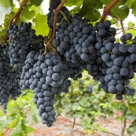 Vita de Vie (Soiuri De Vin )