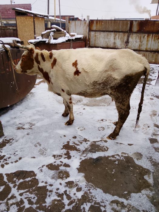 Продам        корову