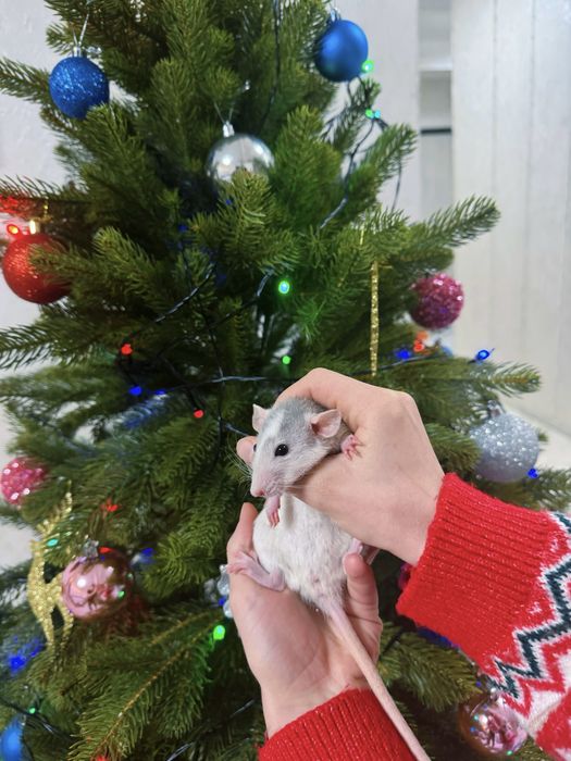 Продам крыс/крыски