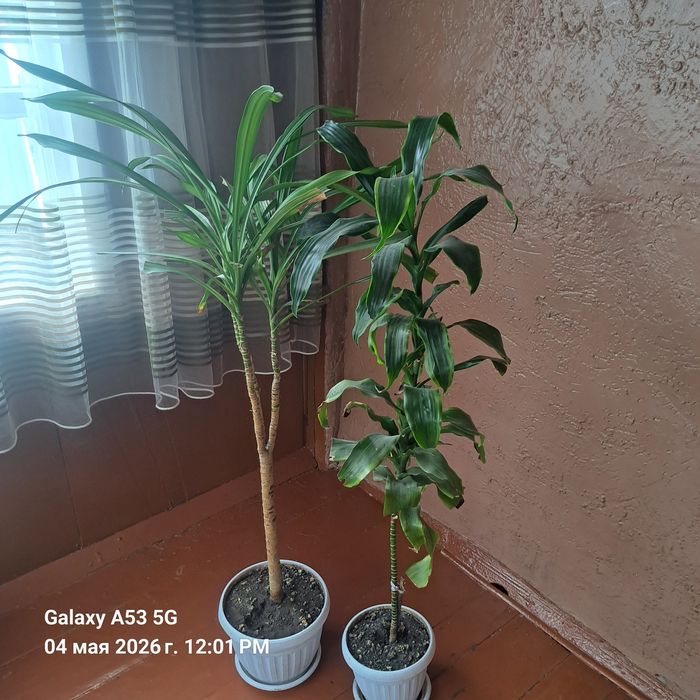 Продам цветы дроцены домашние