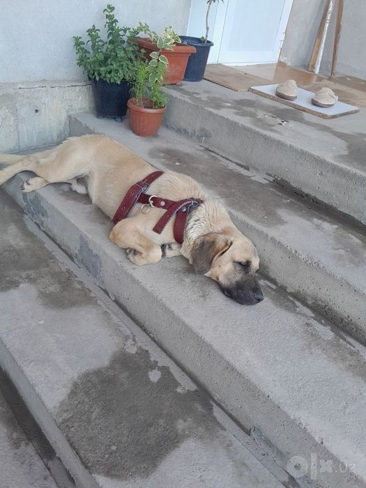 Uy hayvoni it zoti bilmayman