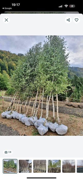 Betula pendula ( mesteacan alb ) se poate achizitiona si pe platforma