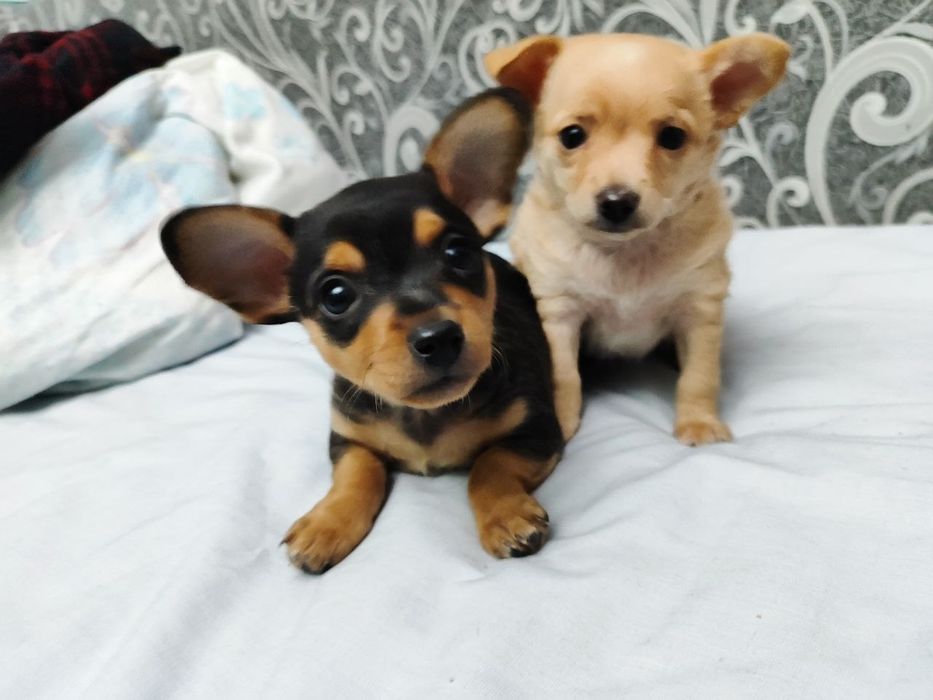 продам щенят тойтерьер