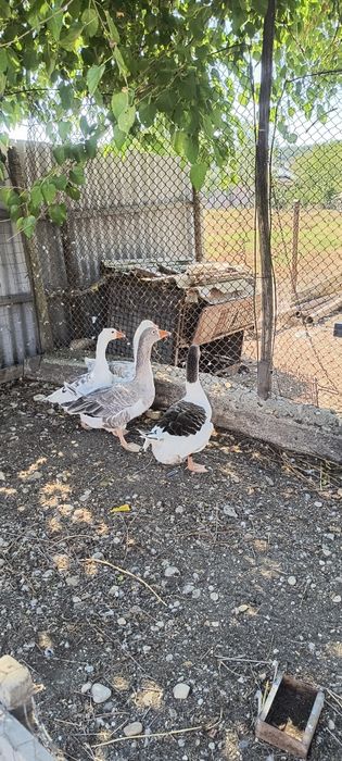 Vând 1 gâscan și 3 gâște 70 lei bucata se dau doar împreuna