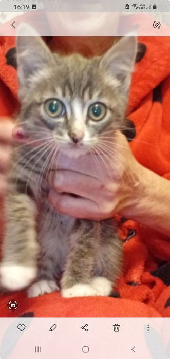 Ищем дом для домашних котят