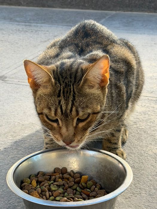 Отдам в хорошие руки Кота и Кошку! Кот не кастрирован