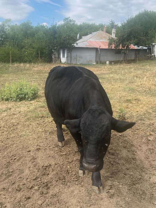 taur Angus un an