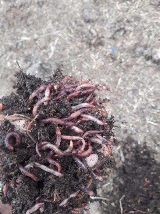 Sifatli biogumuslarimiz xamda kaliforni chuvalchanglarimiz sotuvda