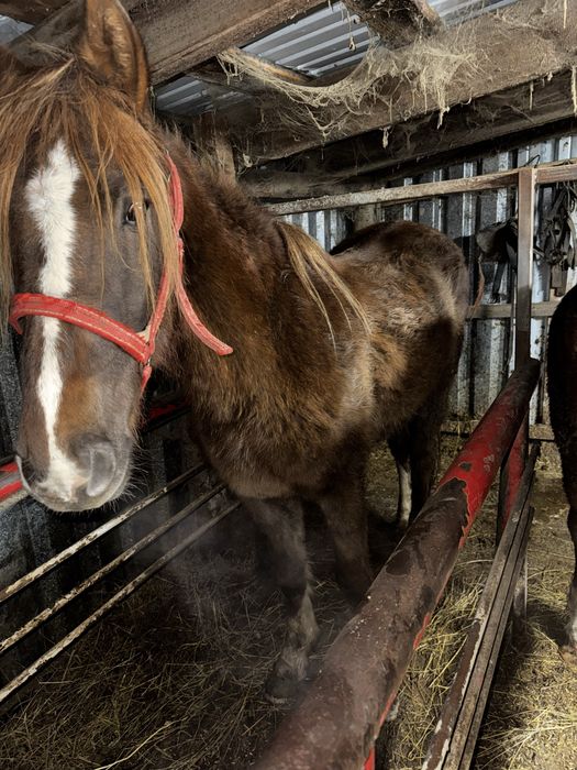 Продам байтал  3.5года .