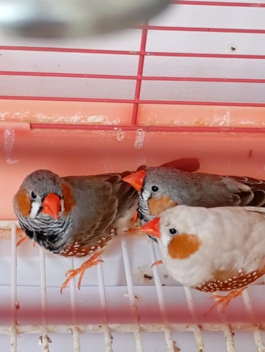 3 puiuti de zebra austriliana