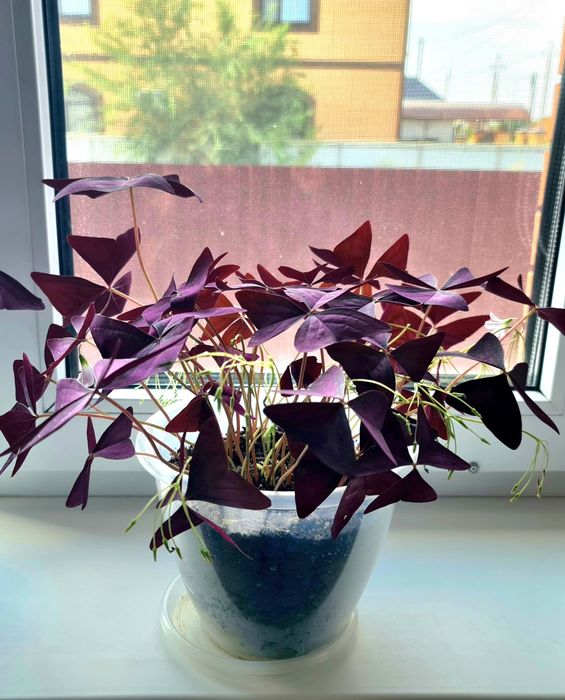 Комнатные цветы-Оксалис