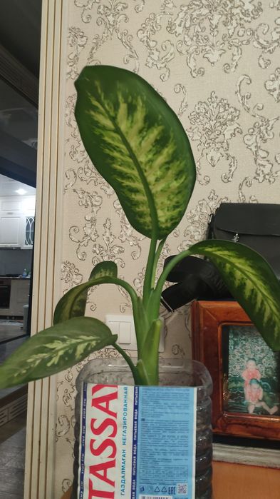 Продам красивый цветок