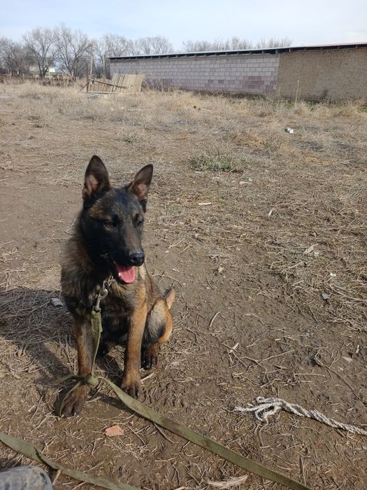 бельгийский овчарка