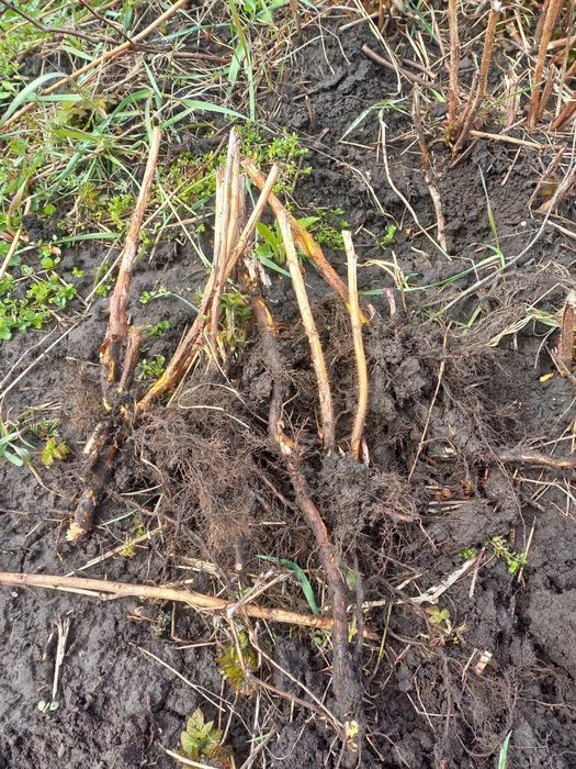 Butași zmeura Autumn Bliss.