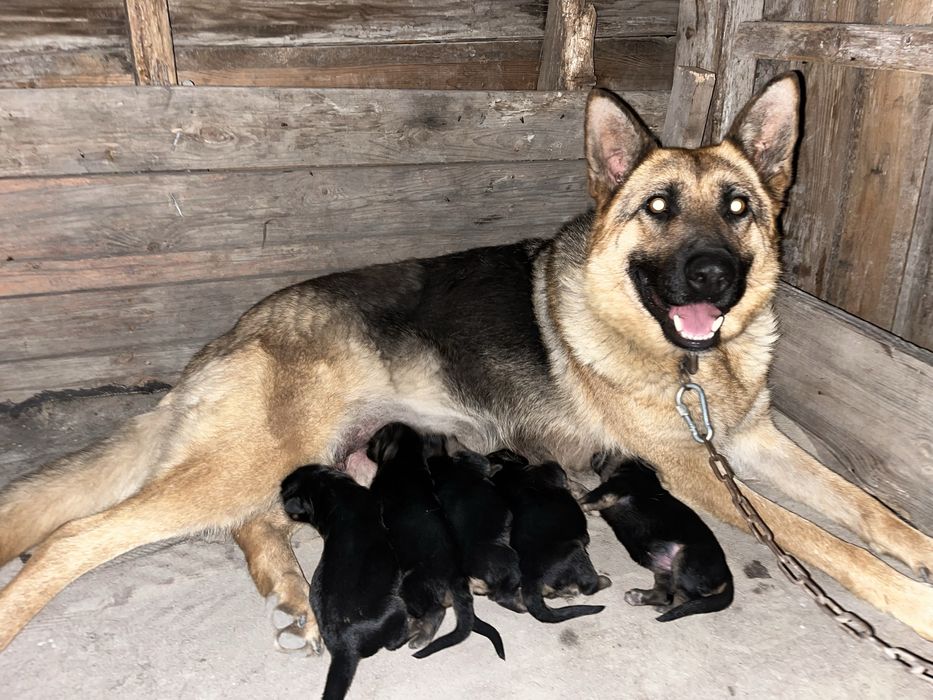 Немецкая овчарка