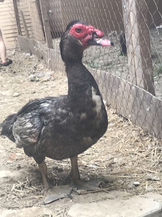 Германский индоутка