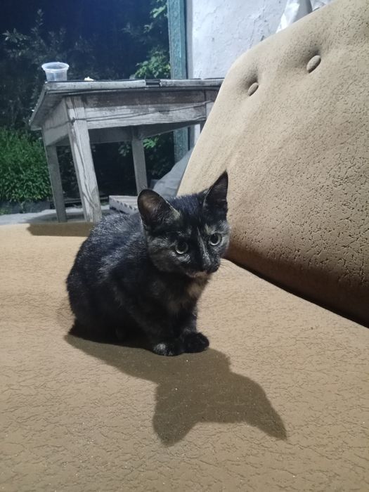 Отдам в добрые руки