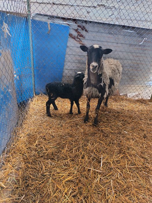 Рамановские бараны