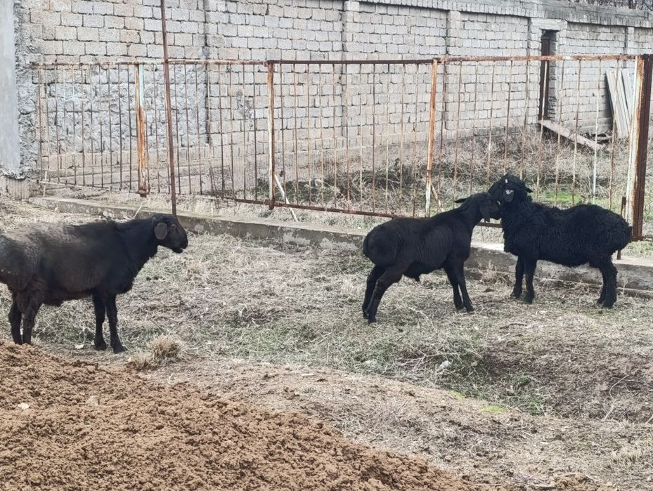 Boqishga qo'chqor кучкор