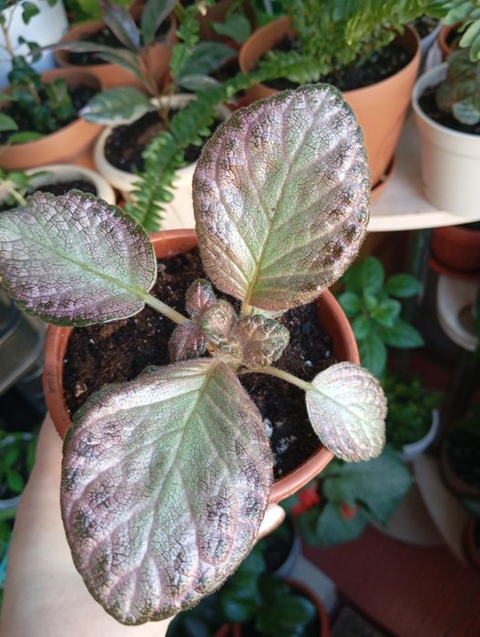 Продам комнатные растения