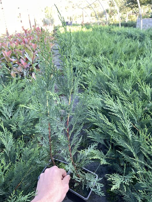 Super Oferta Photinia Red Robin&Leylandii gard viu BIHOR 50-60CM